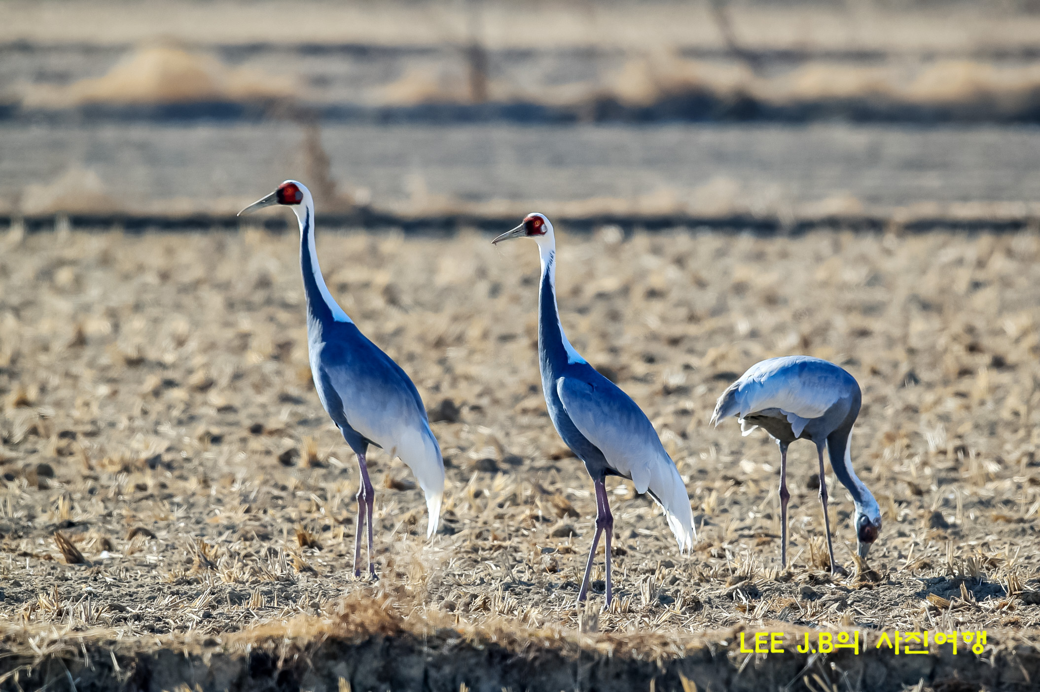 20230108-주남저수지 (7).JPG