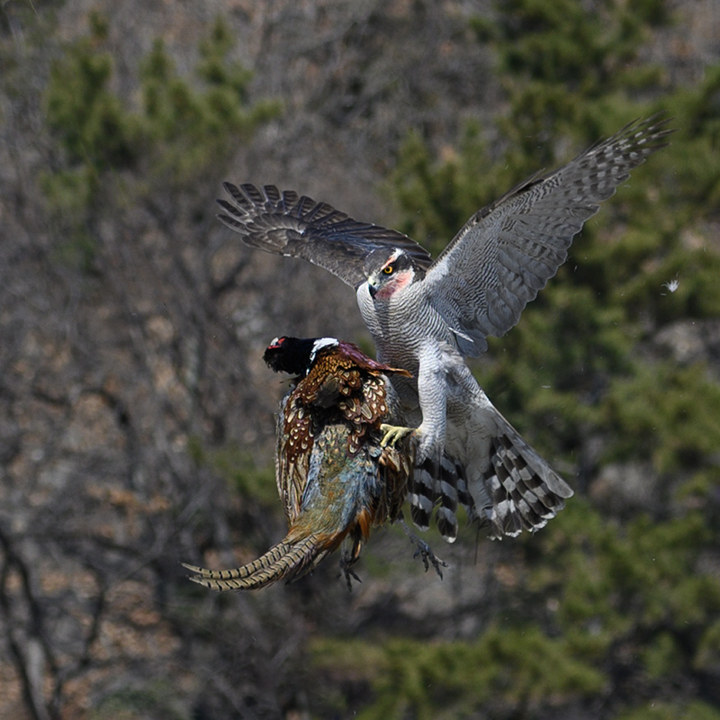 DSC_1525ㅡ  클라.jpg