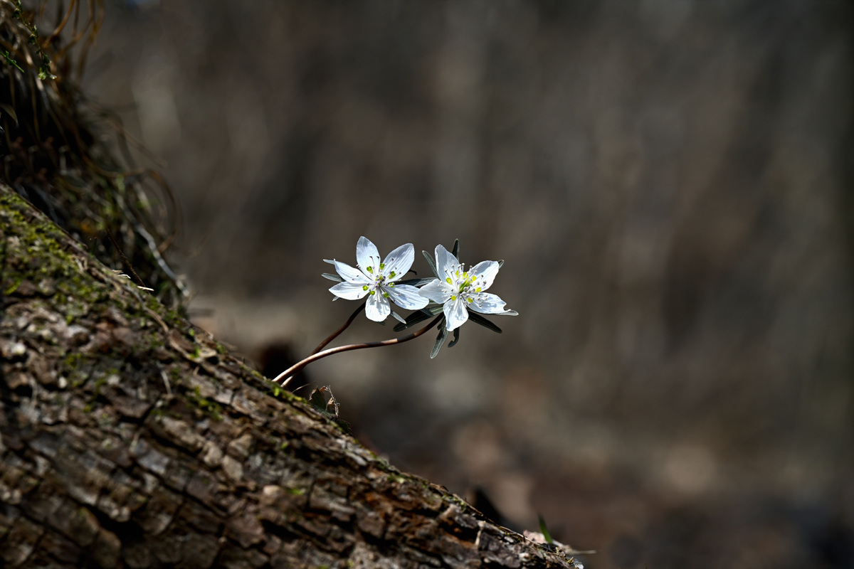 DSC_2037-백암리 (Z7-2.70-200S)2023.3.5.jpg