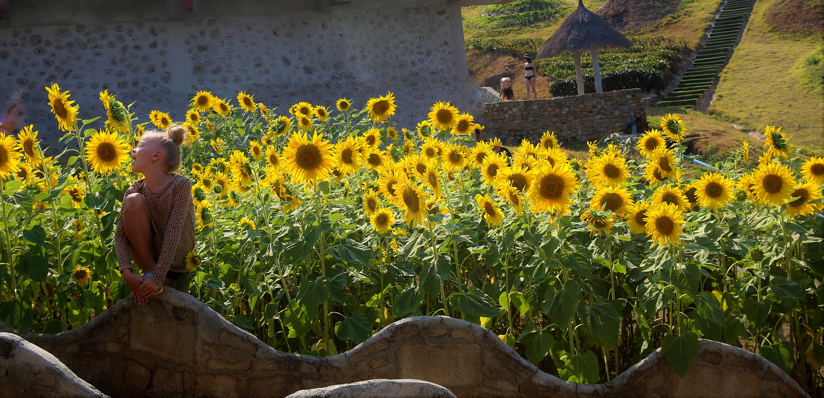 해바라기144A0374 (3).JPG