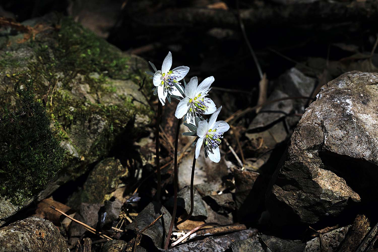 변산바람꽃.JPG