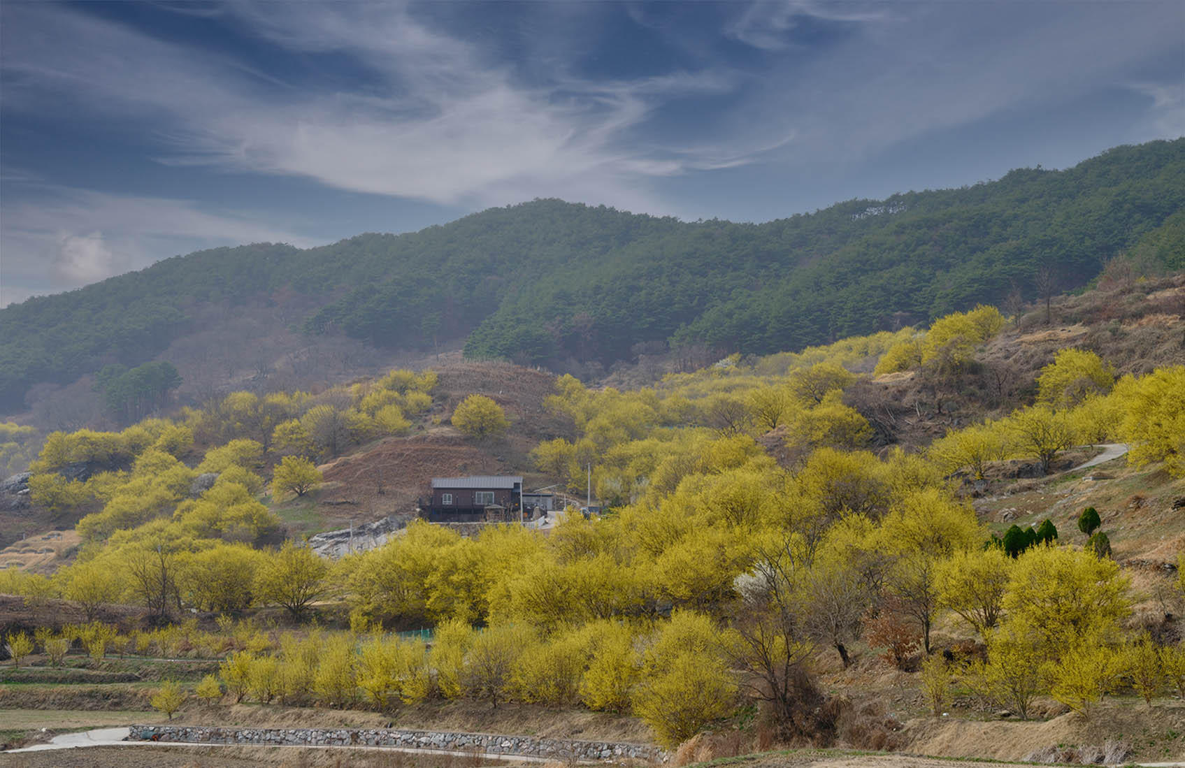 DSCF0699 복사 산동(산수유).jpg