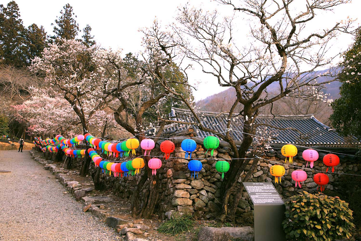 선암사 매화32.JPG