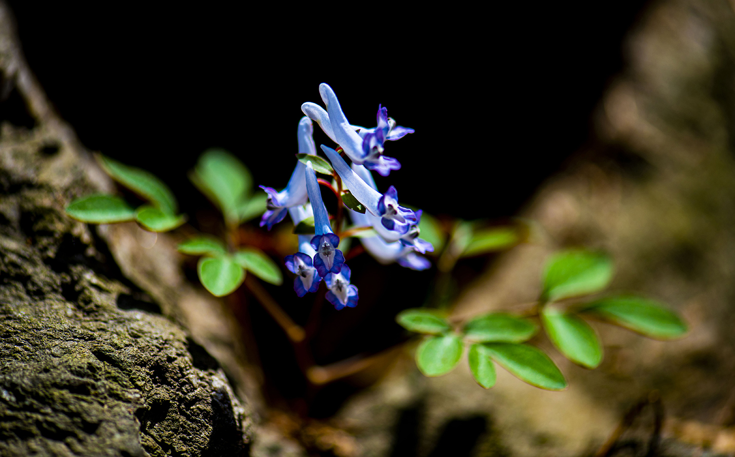 수리산 현호색.jpg