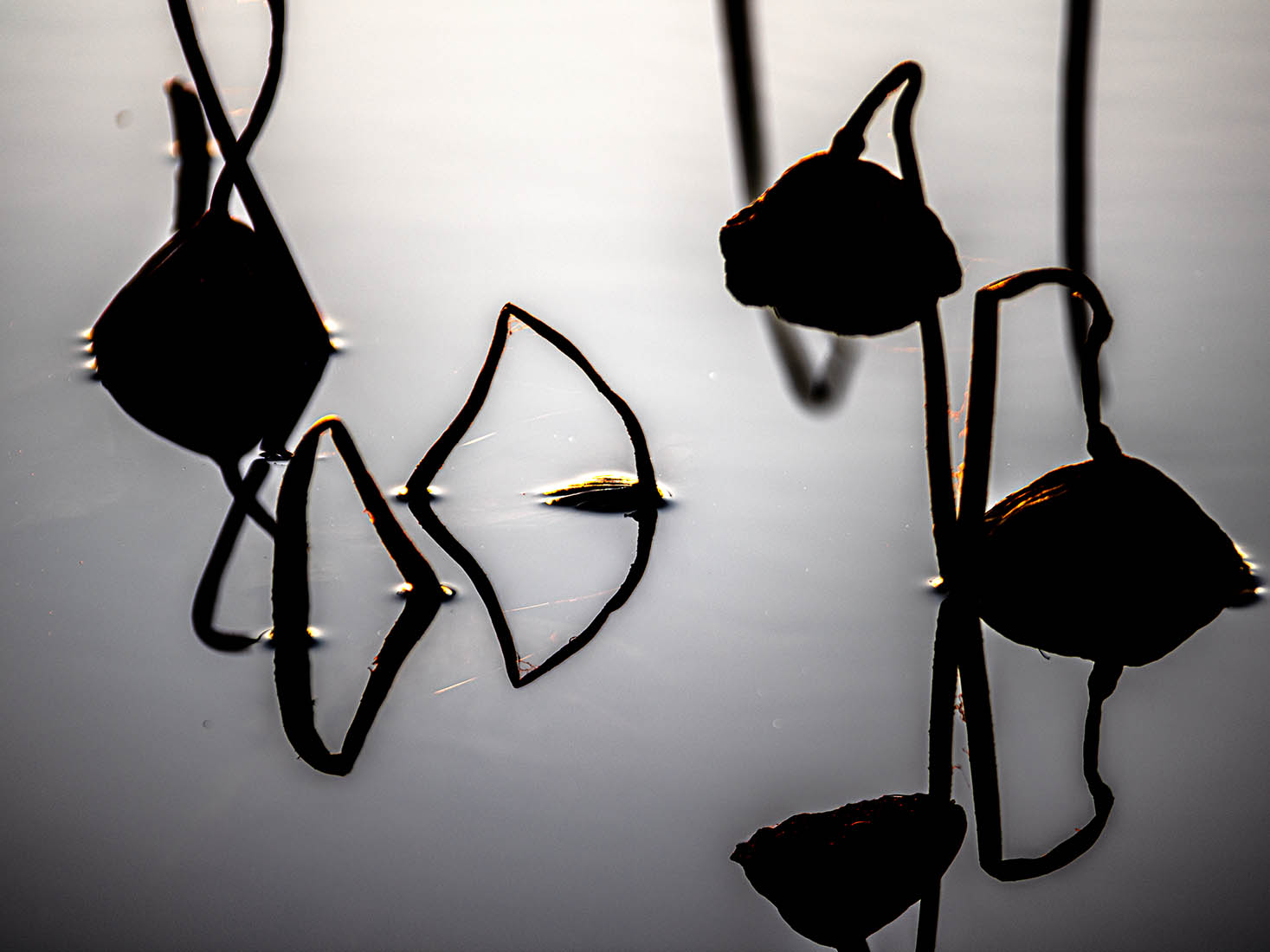 IMGP5168  사본저장(청도연줄기).jpg