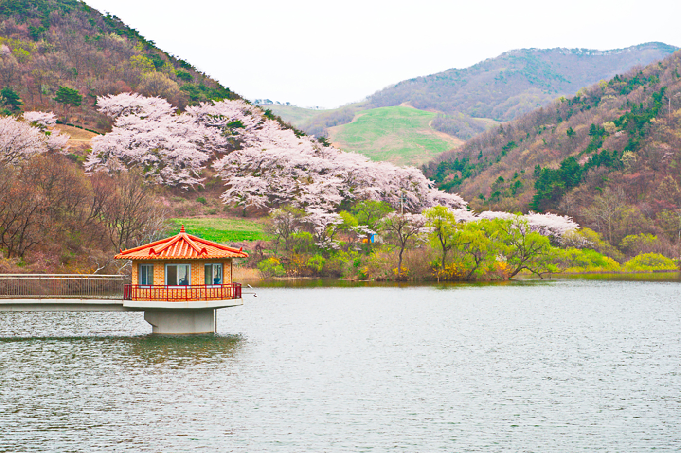 용비지의 봄.jpg