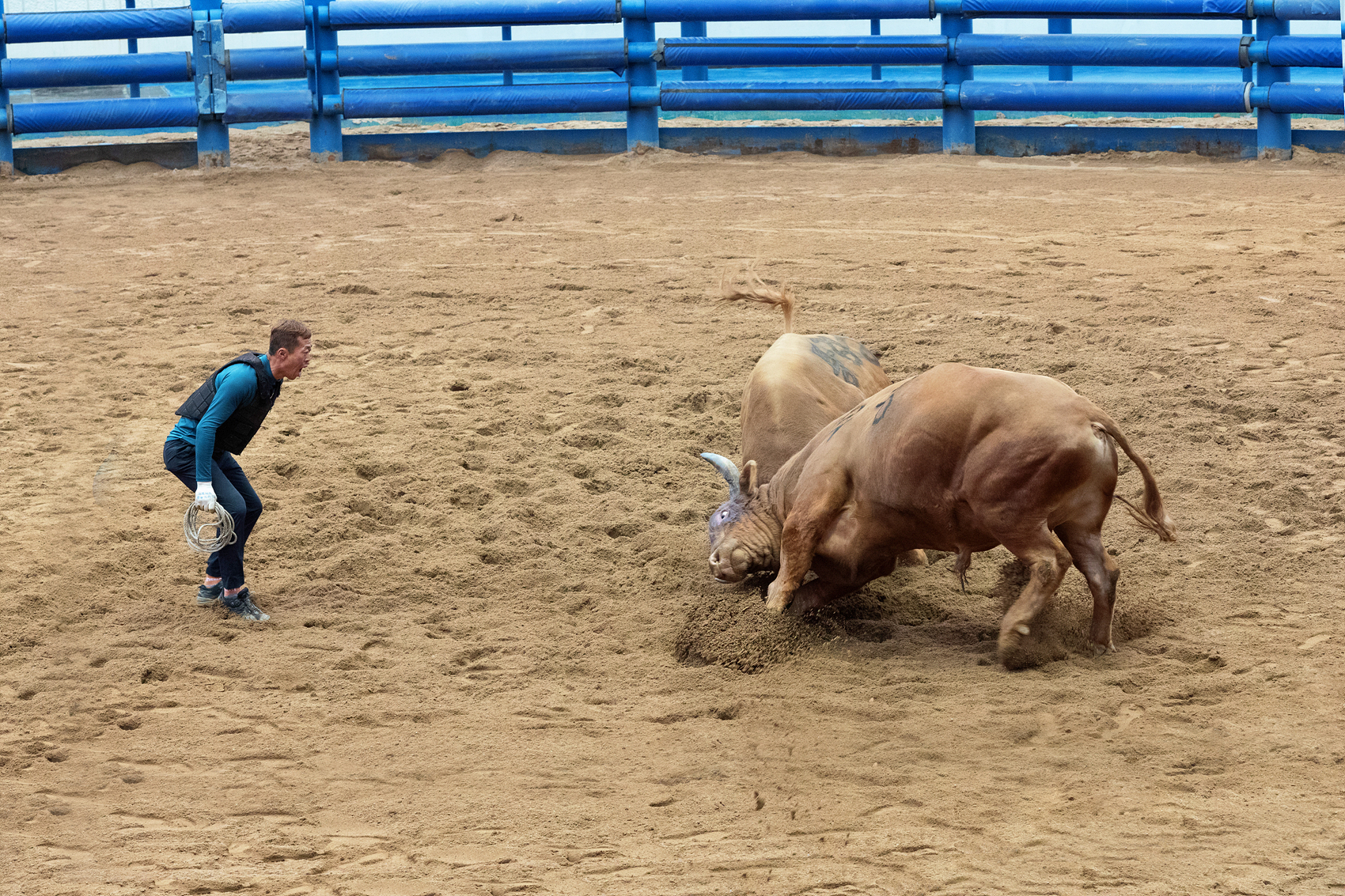 청도소싸움 (2).jpg