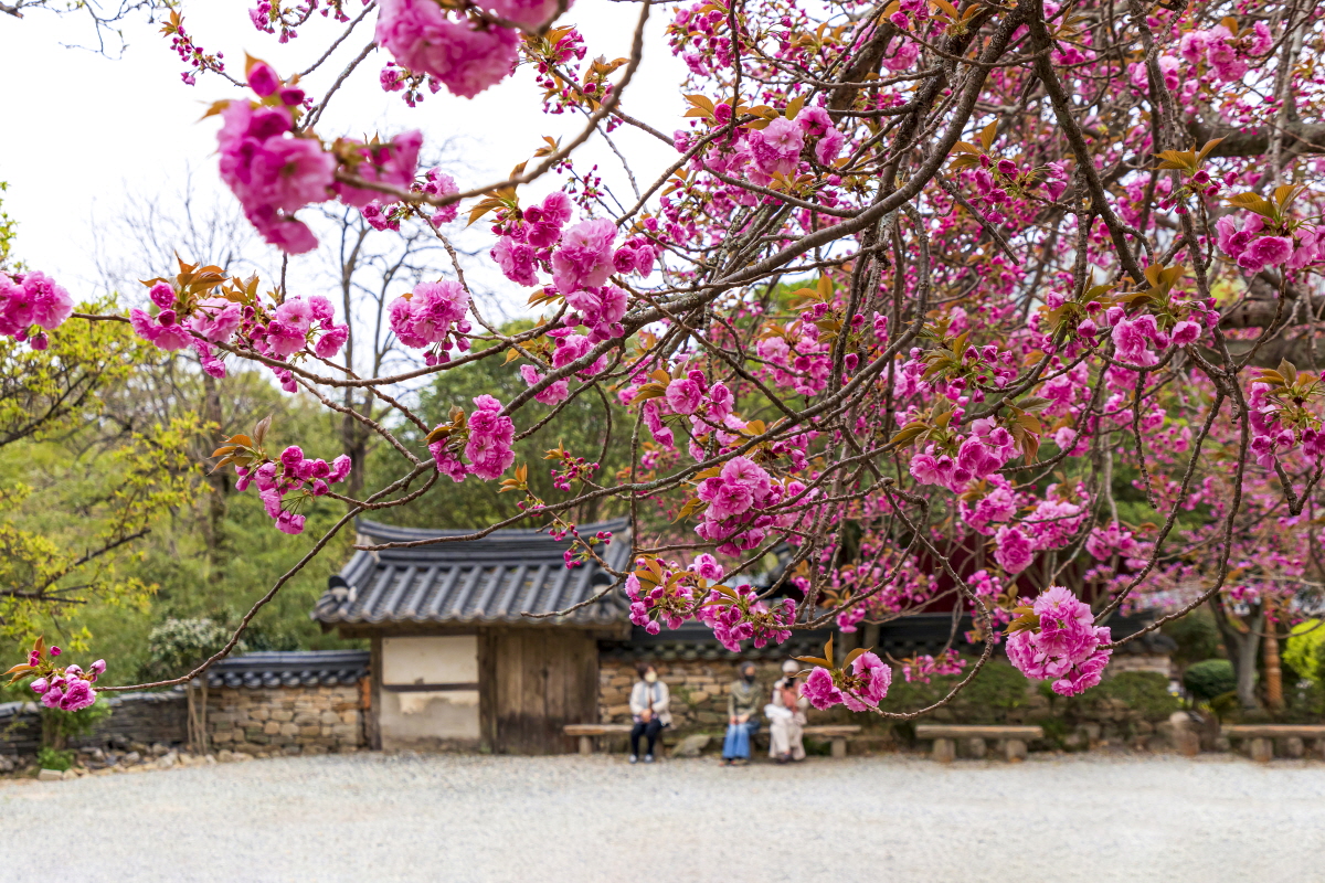 0415_봄이 온 선암사.jpg