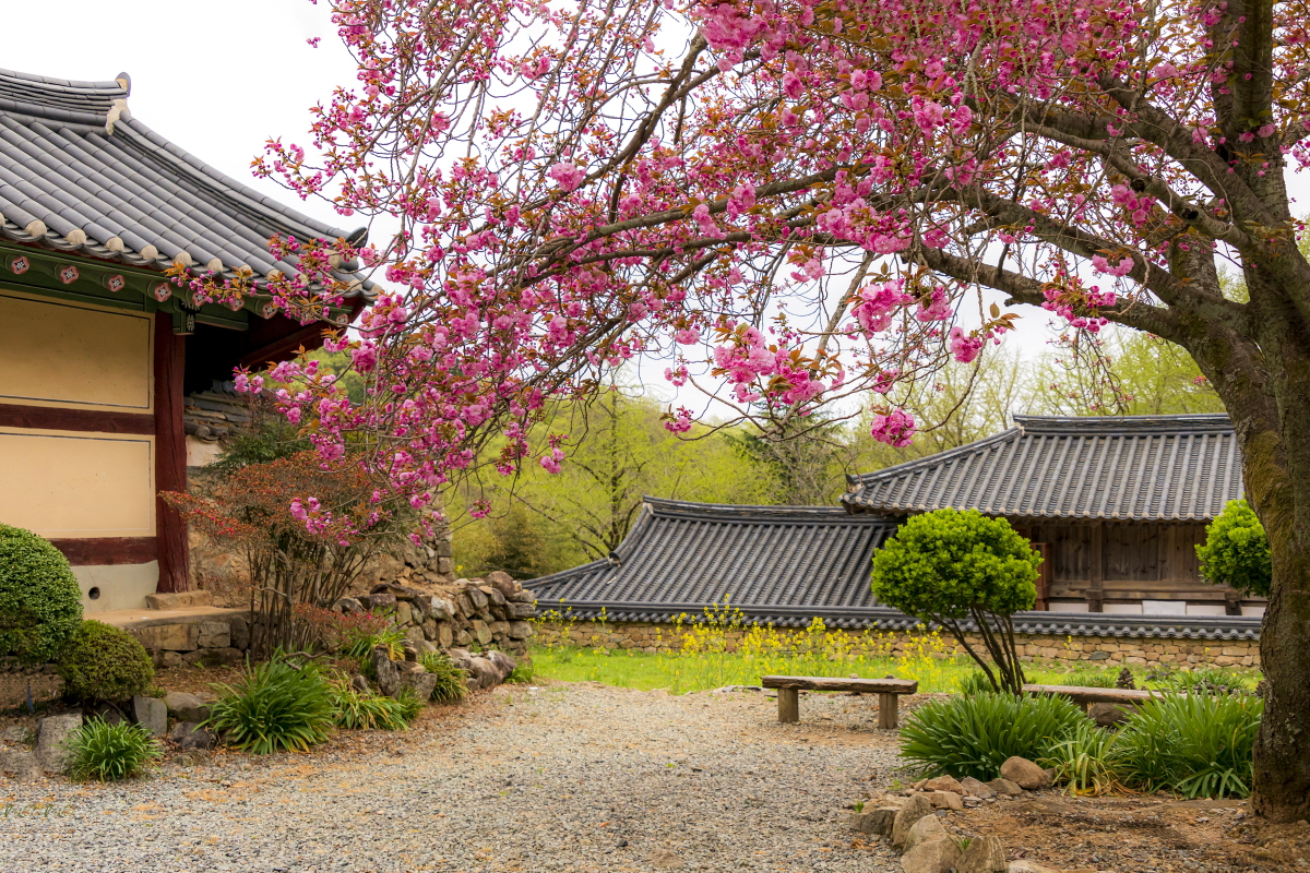 0418_선암사 겹벚꽃.jpg