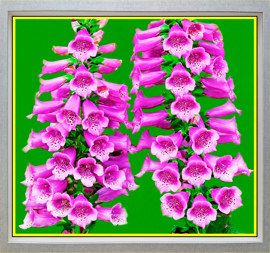 디지탈리스 (1).jpg