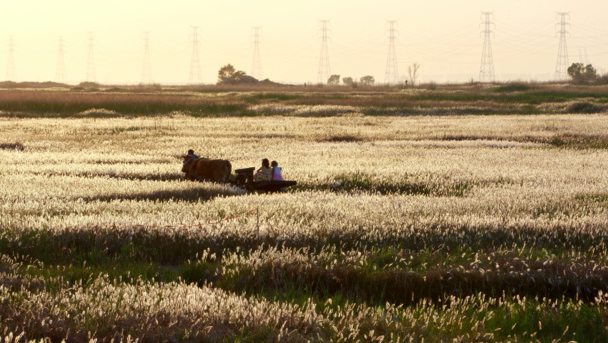 0620_소달구지 타고....JPG