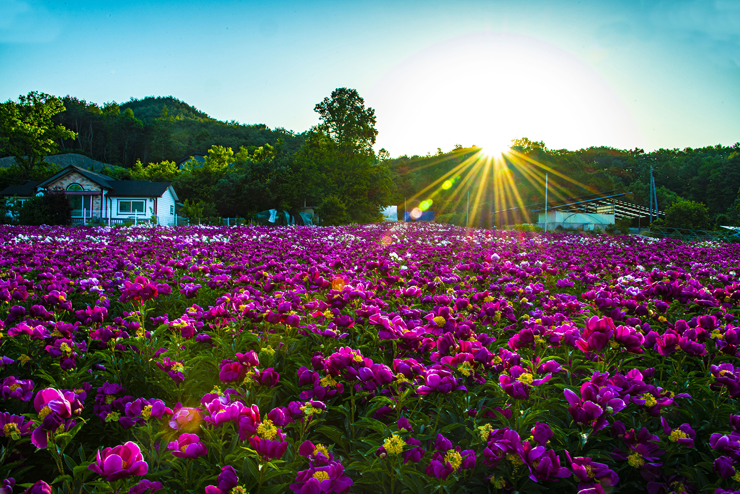 작약꽃 마을.jpg