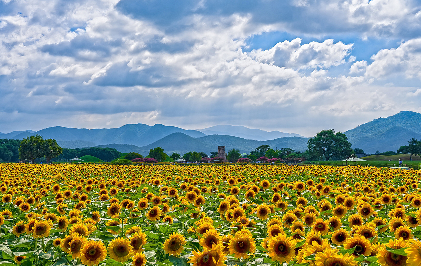 해바라기 - 복사본.jpg