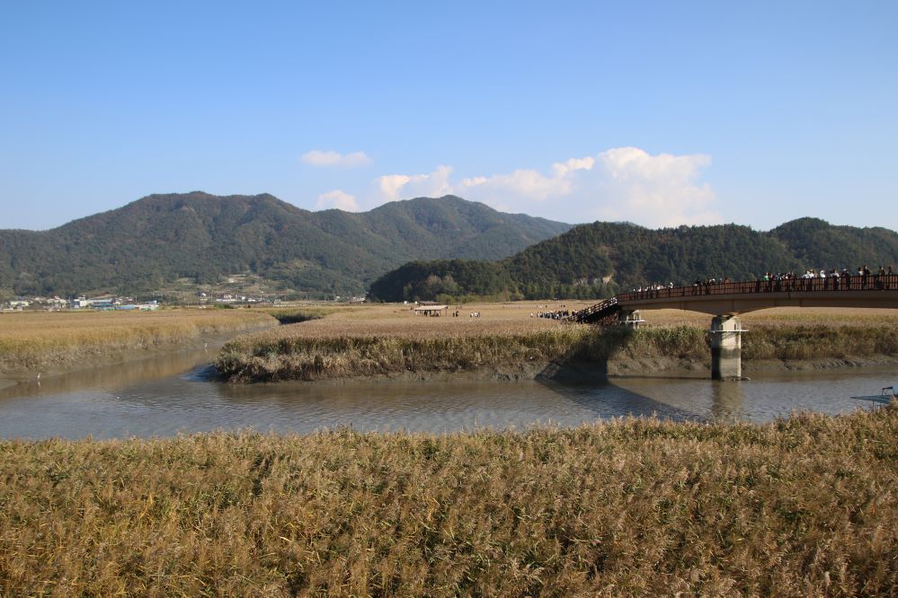 순천만갈대1...jpg