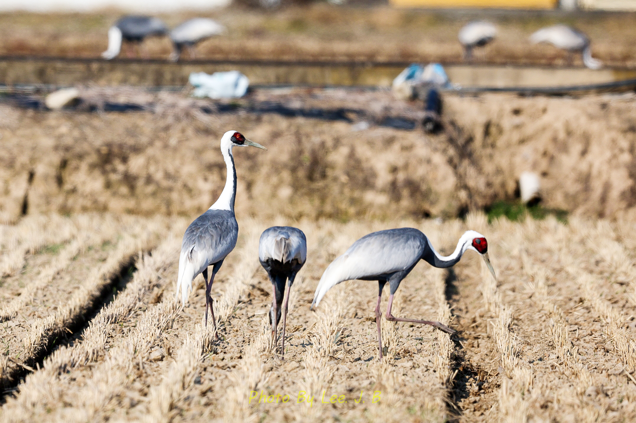 20231203-주남저수지 (3).JPG