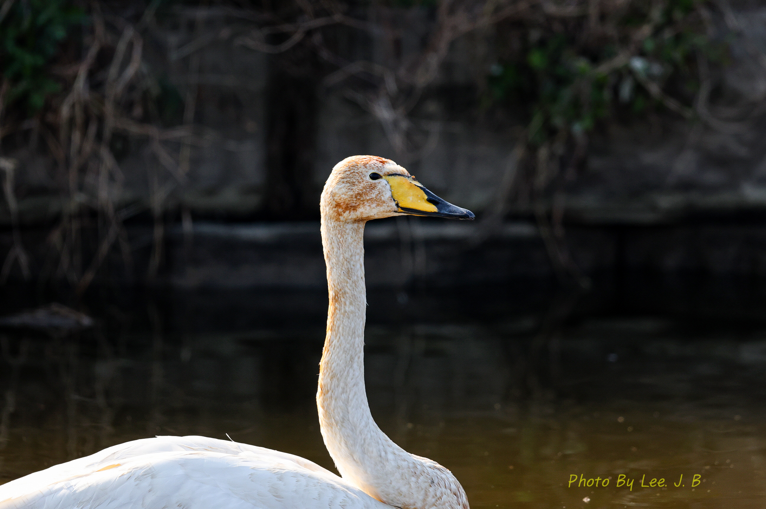 20231203-주남저수지 (5).JPG