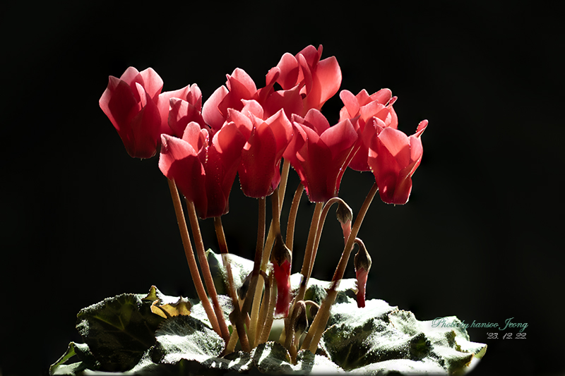 Cyclamen-1.jpg