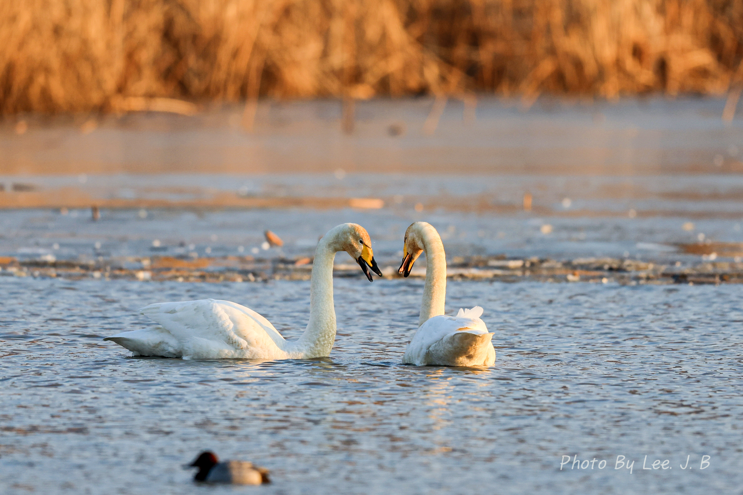 20231224-맥도생태공원 (17).JPG