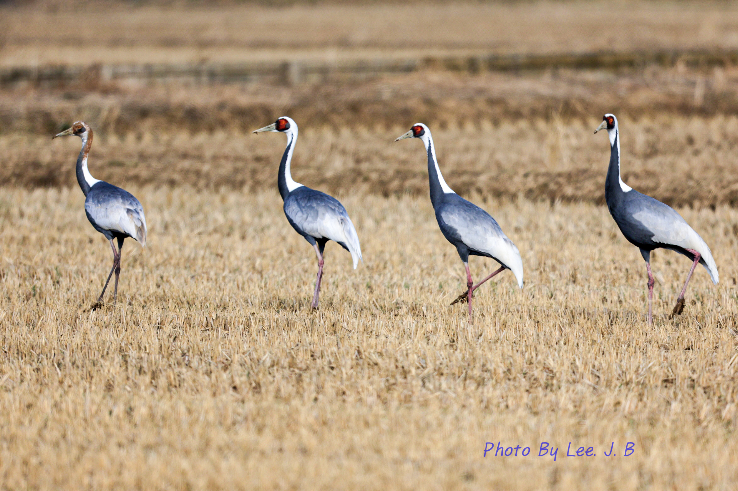 20231224-주남저수지 (60).JPG