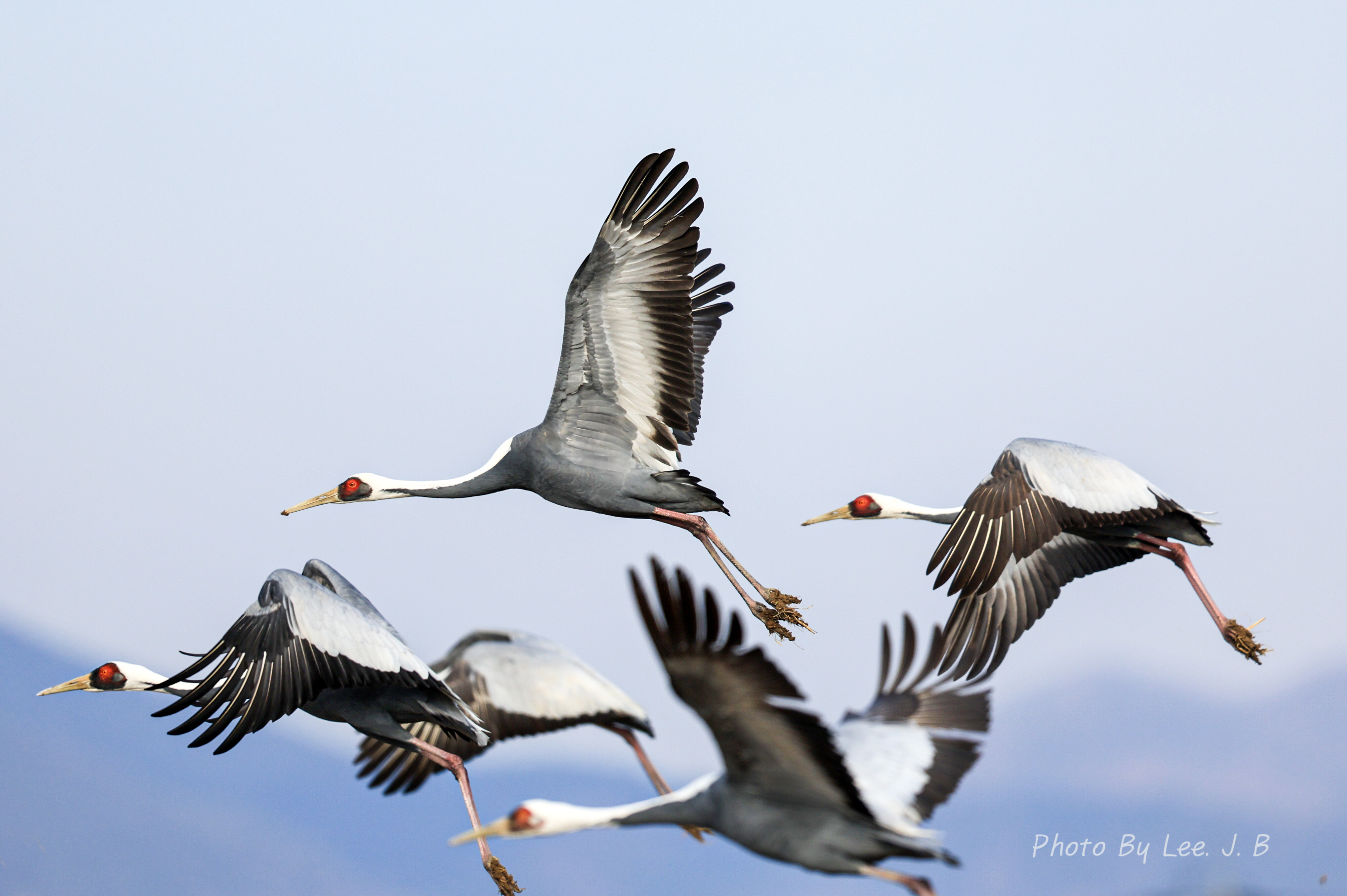 20231224-주남저수지 (63).JPG