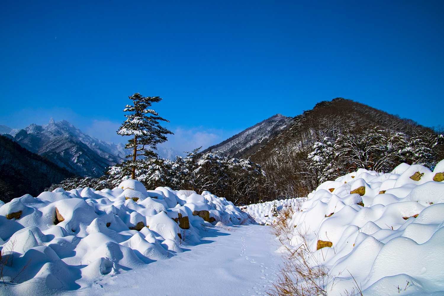 순백의 세계1.jpg