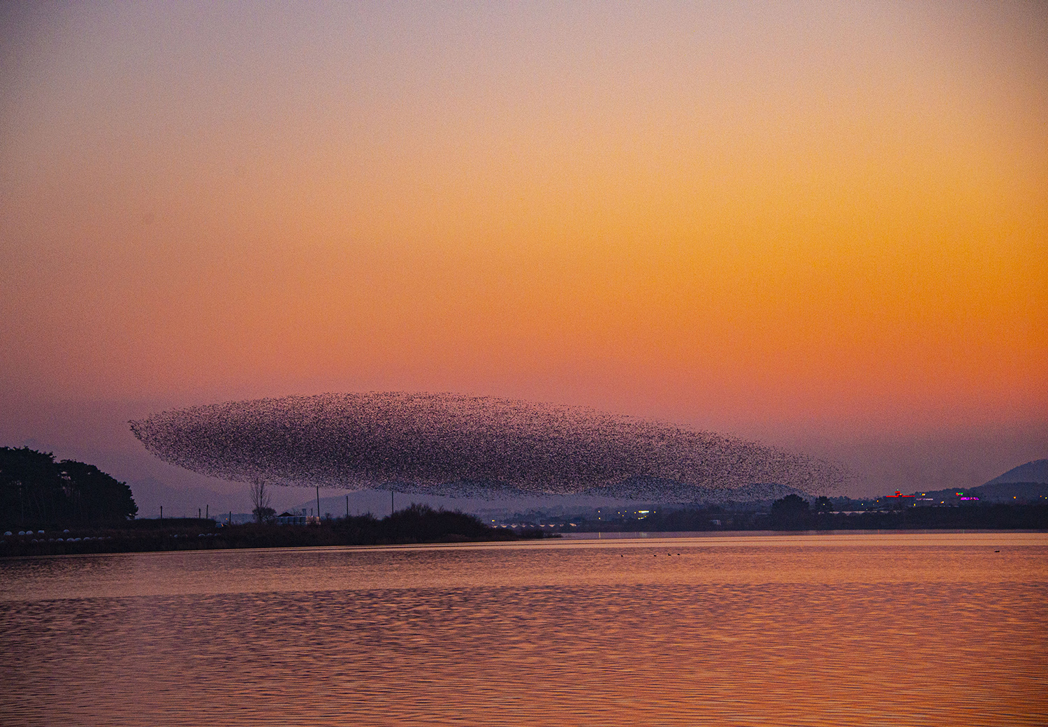 가창오리떼 군무.JPG