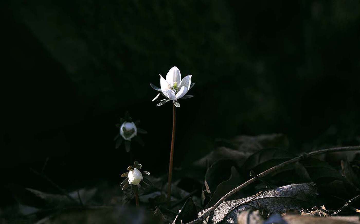 황전 변산꽃4.JPG