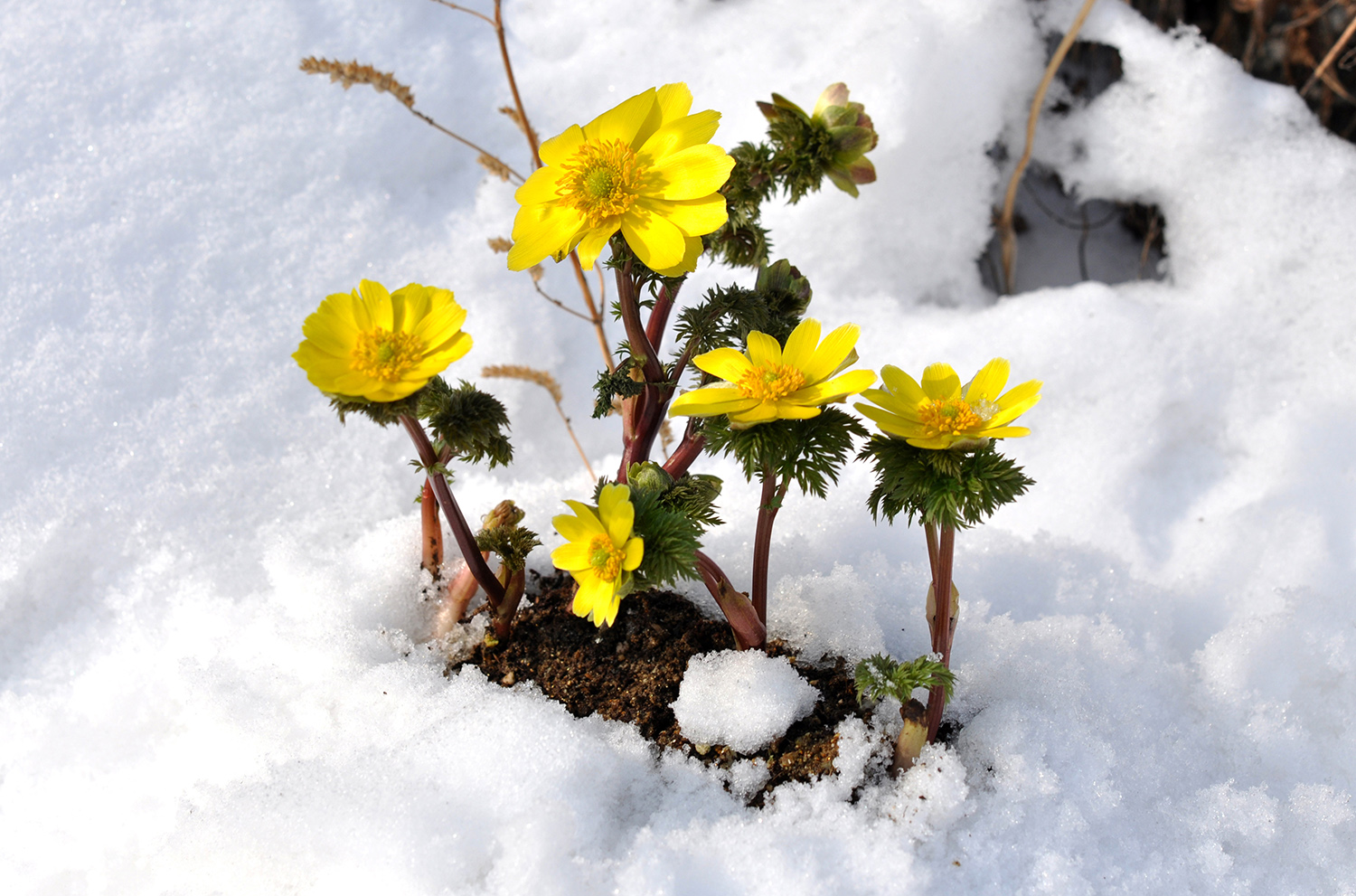 눈속에 피어난  복수초.jpg