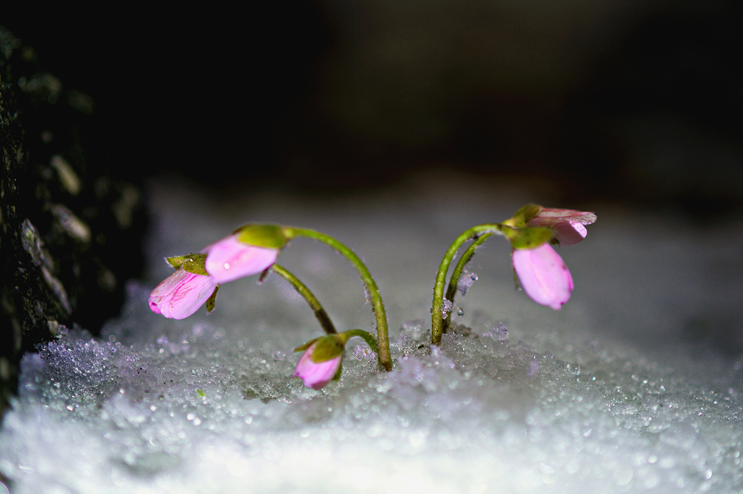 눈속에 핀 꽃.jpg