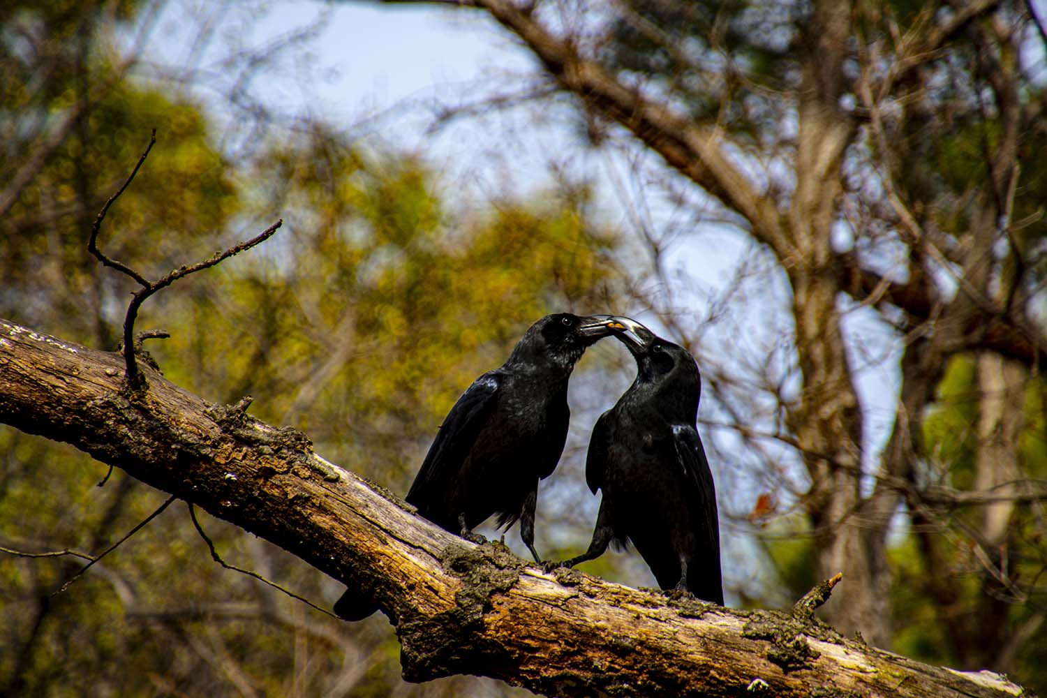 까마귀 부부애.jpg
