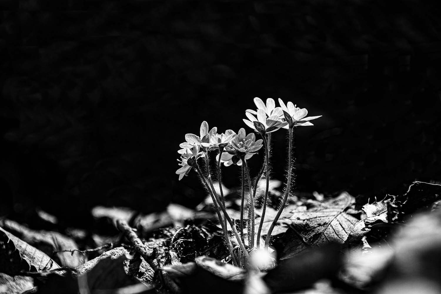 수리산 노루귀.jpg