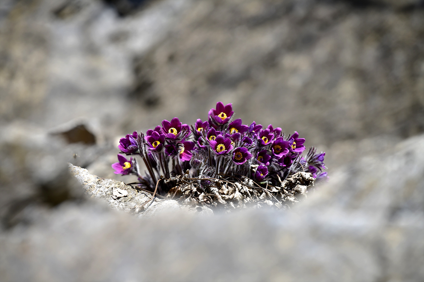 20240324 동강할미꽃_0037_view-pw.jpg