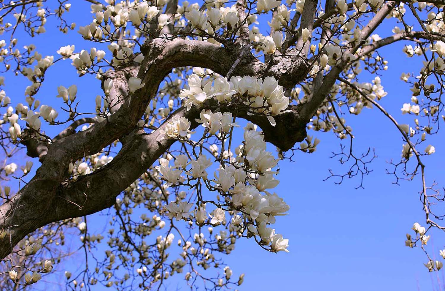 목련. 얼레지6(2).JPG