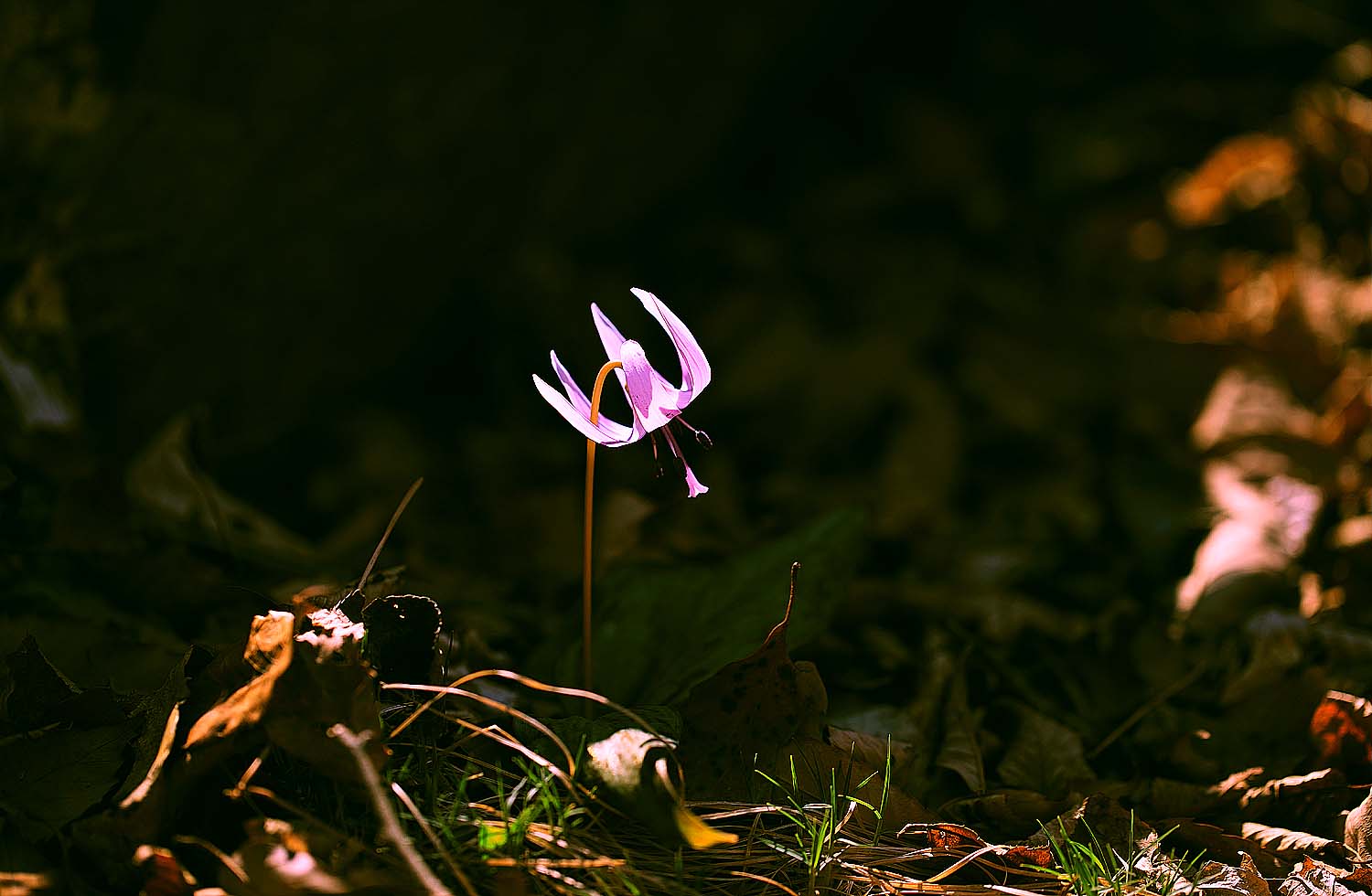 목련. 얼레지104 (2).JPG