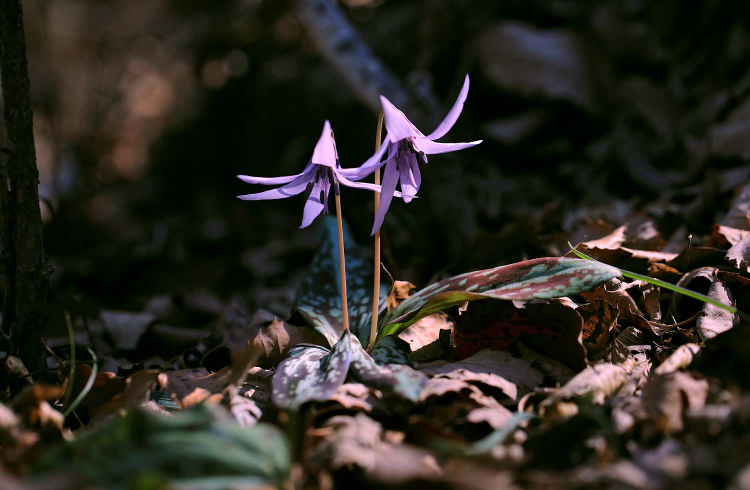 목련. 얼레지145.JPG