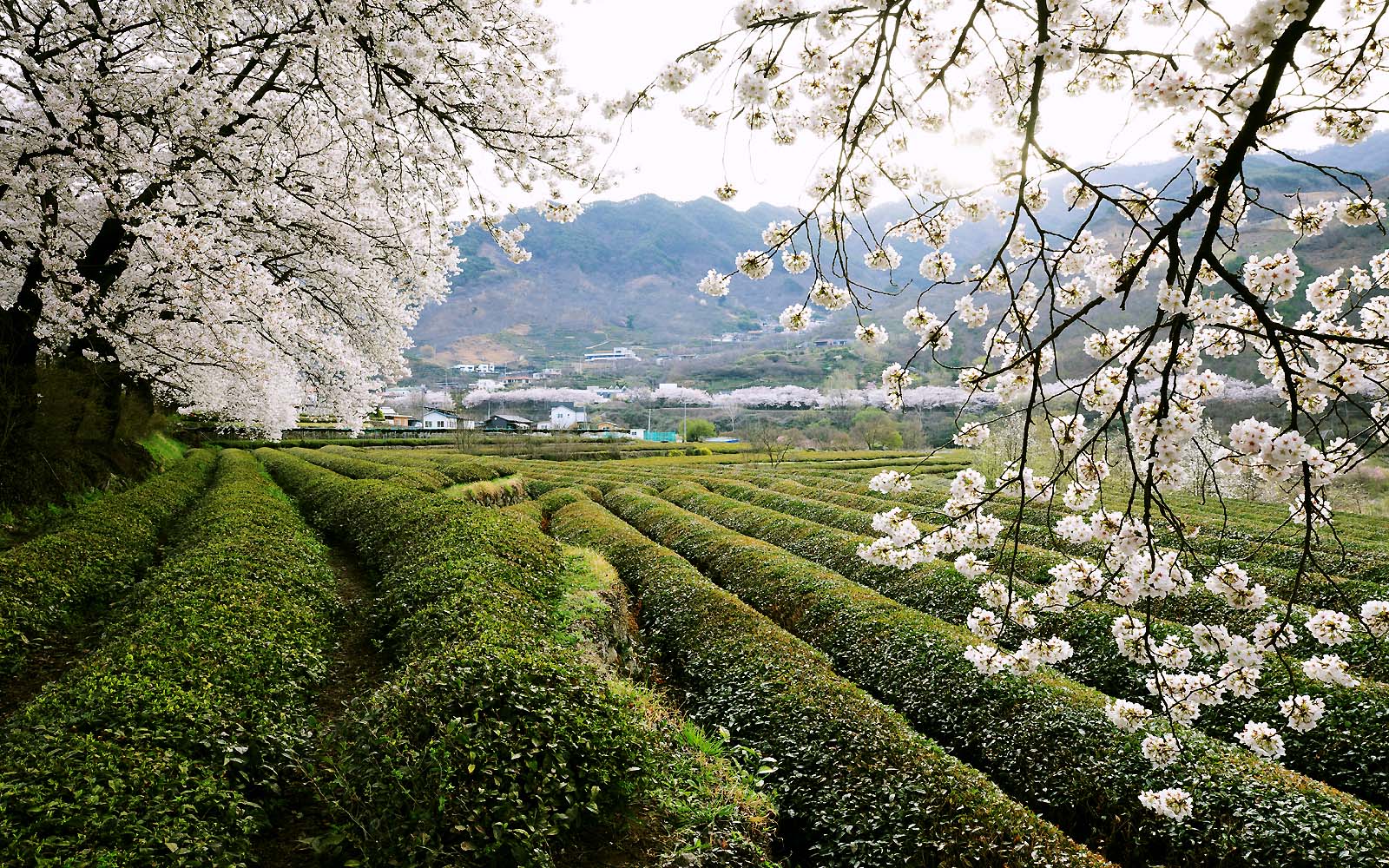 화개 벚꽃101.JPG