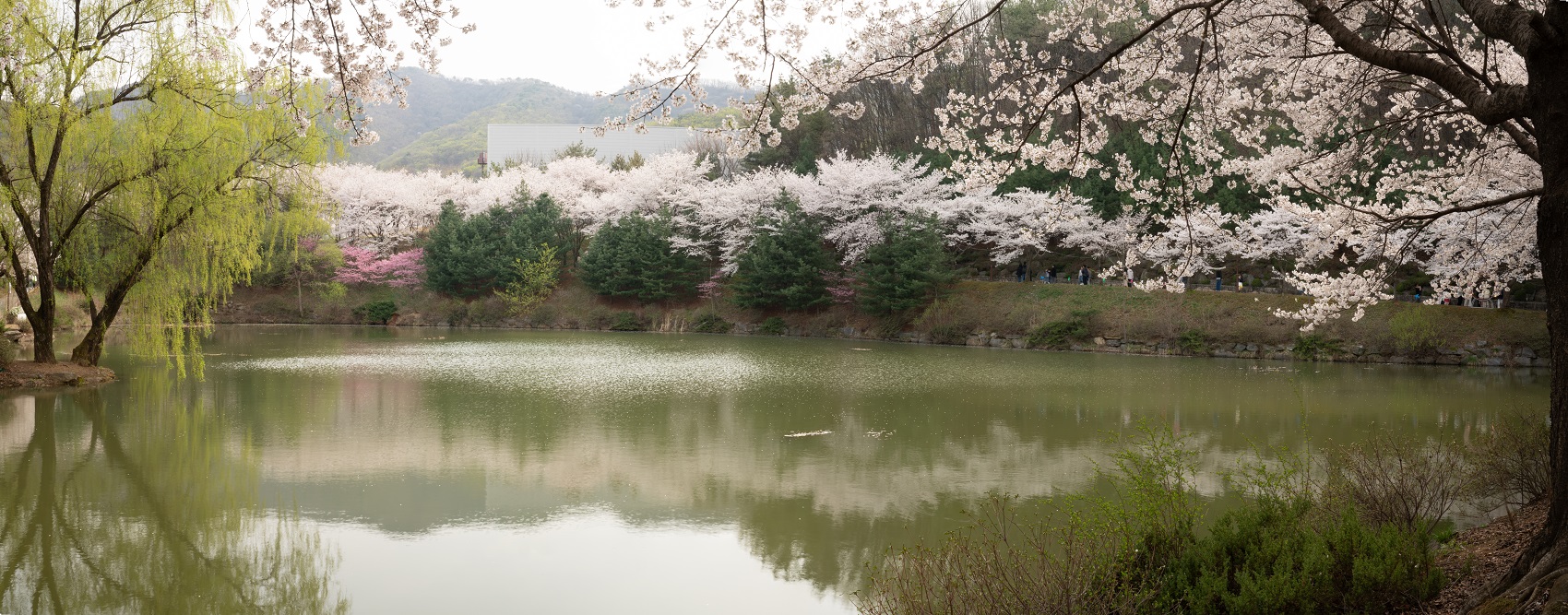 세출지의 봄(1).jpg