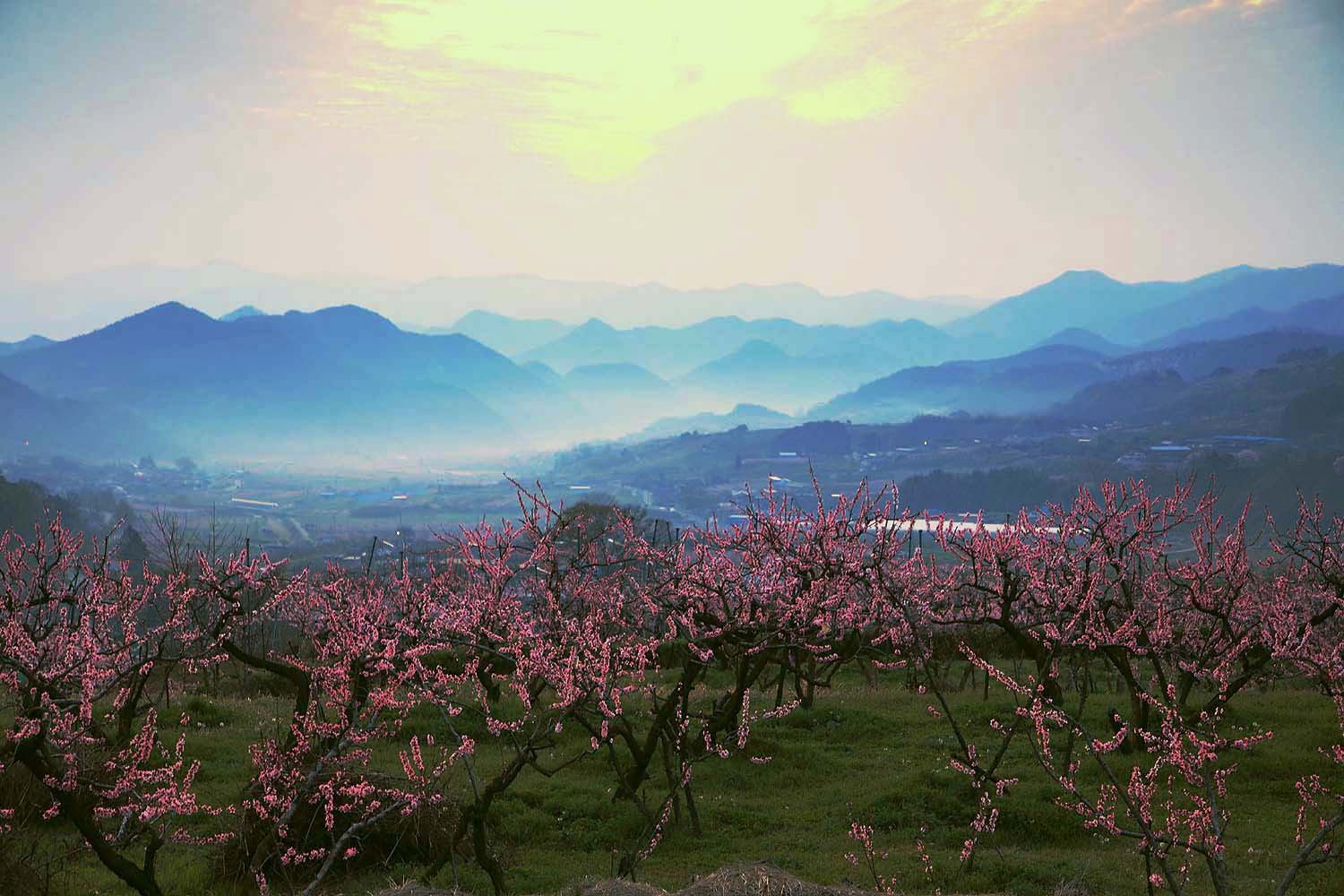 월등 복사꽃13.JPG