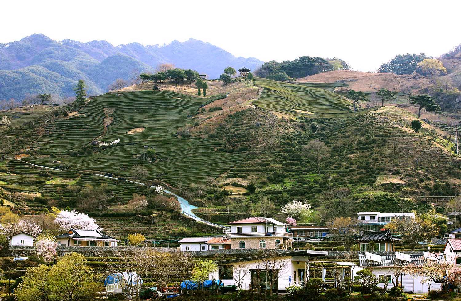 화개 벚꽃153.JPG