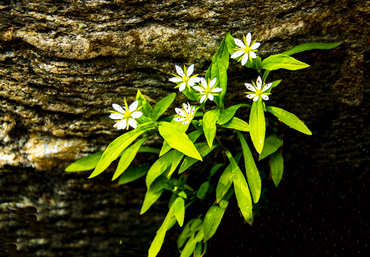 예봉산 애기개별꽃.jpg