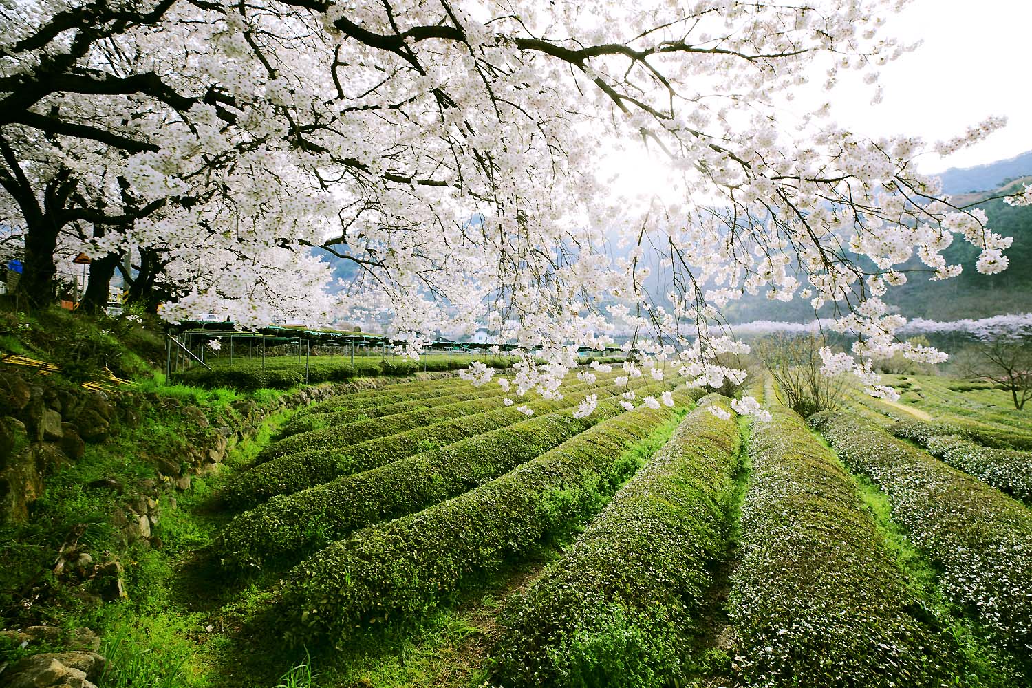 화개 벚꽃129.JPG