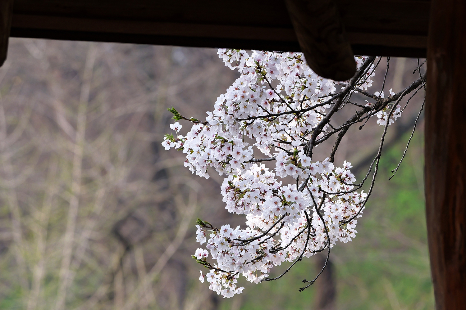 P1012726 (2) (2).jpg