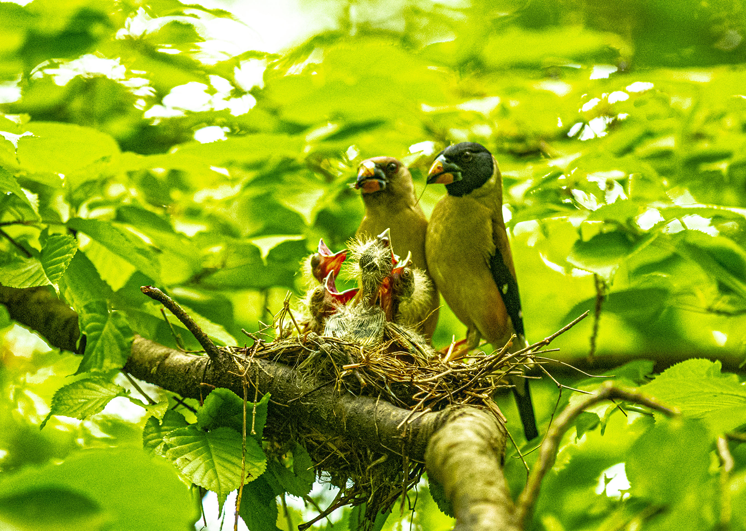 밀화부리 가족사진.jpg