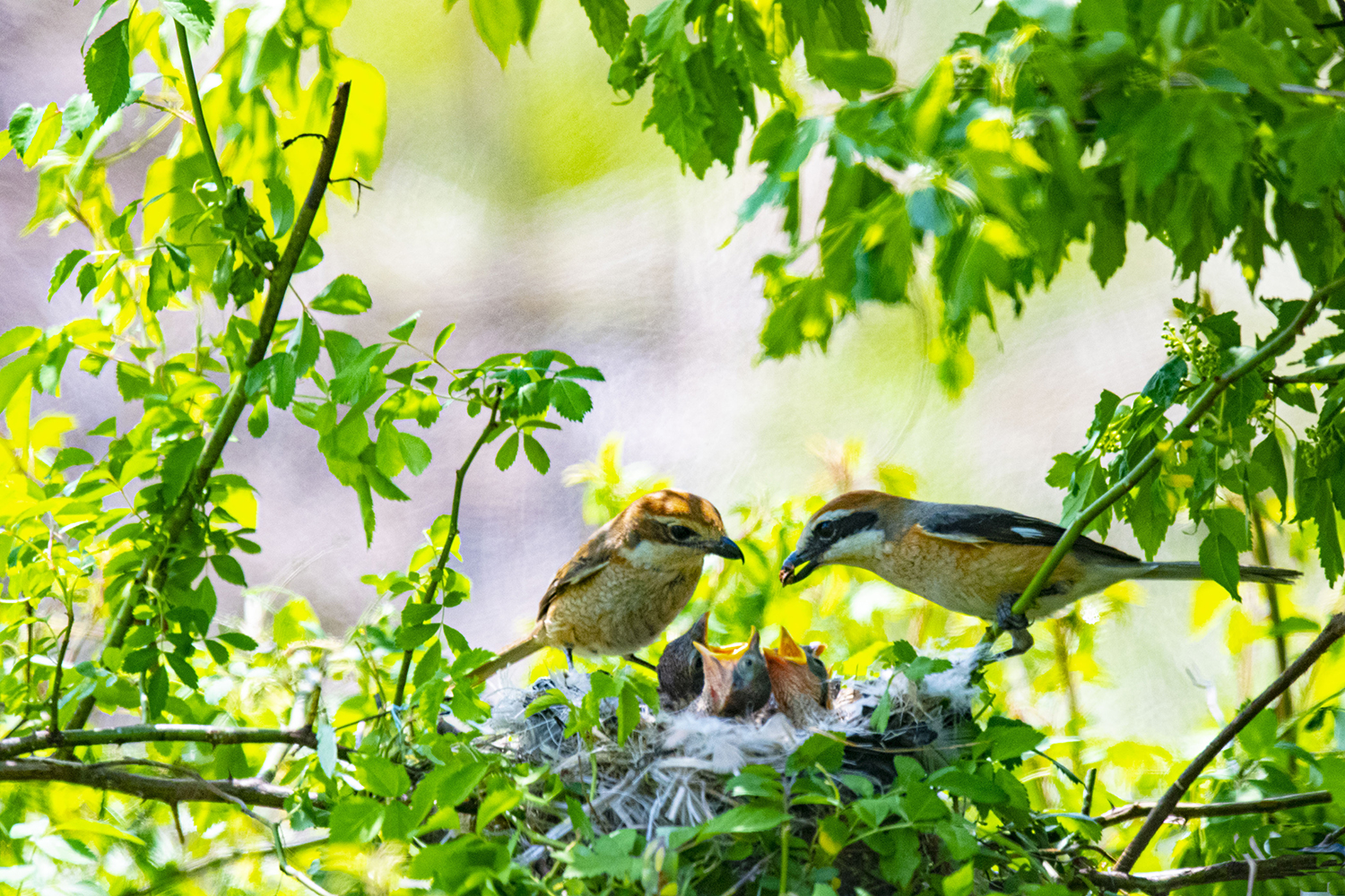 때까치 부부의 자식 사랑.jpg