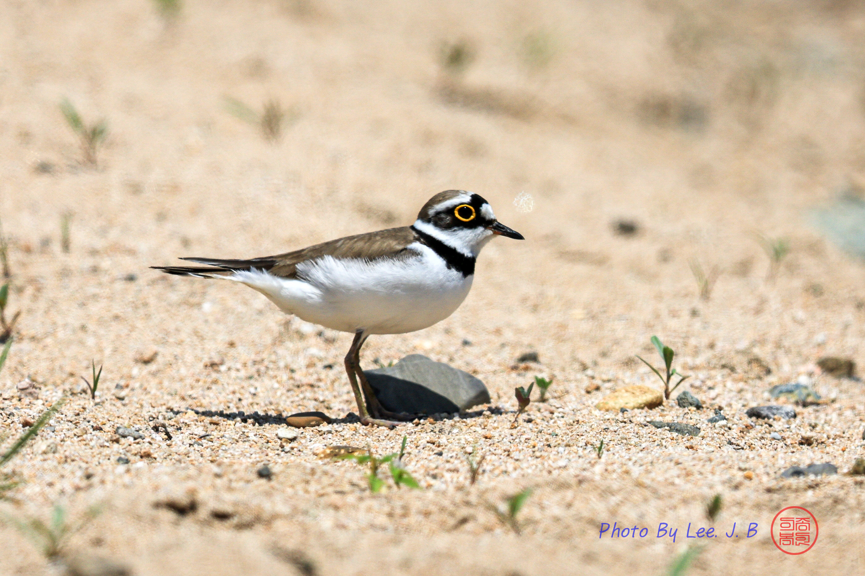 20240427-태화강 (18).JPG