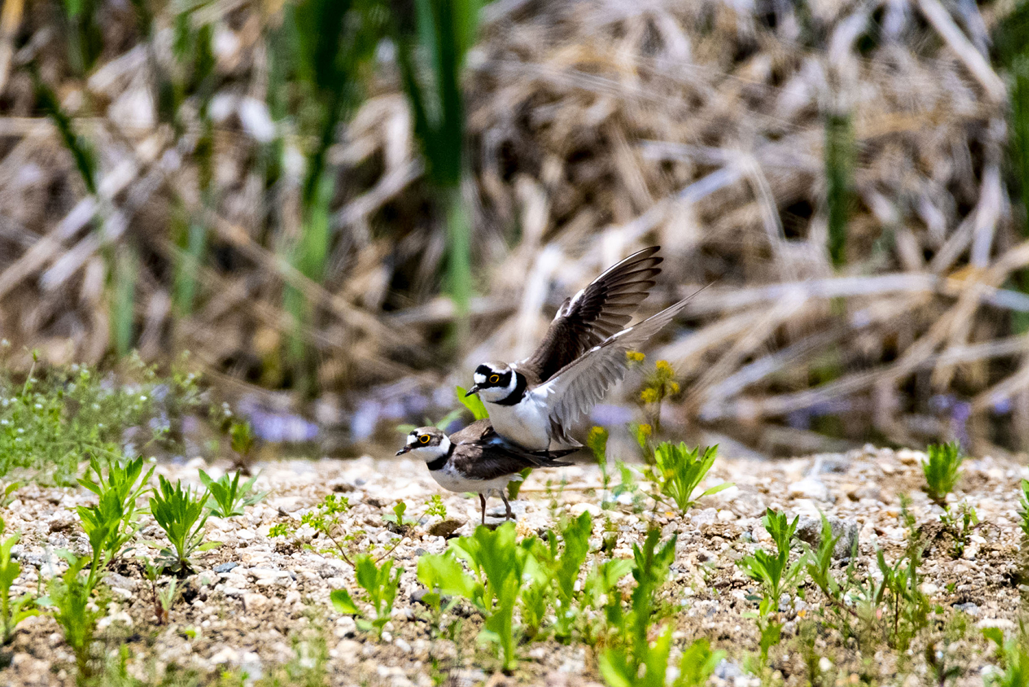 꼬마물떼새의 사랑나누기.jpg