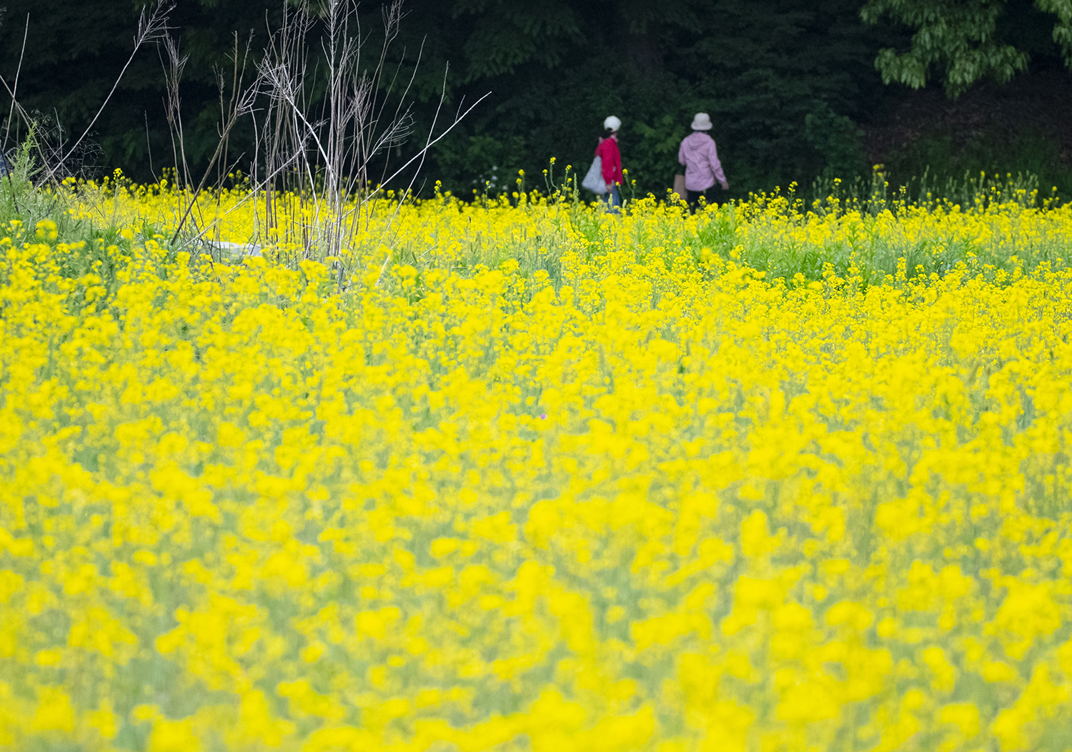 왕성마을 - 복사본 (2).jpg