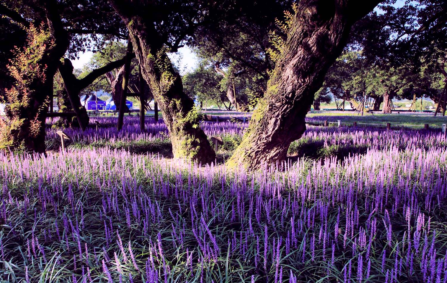 성주 맥문종112.JPG