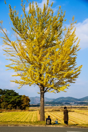 통일전은행나무.jpg