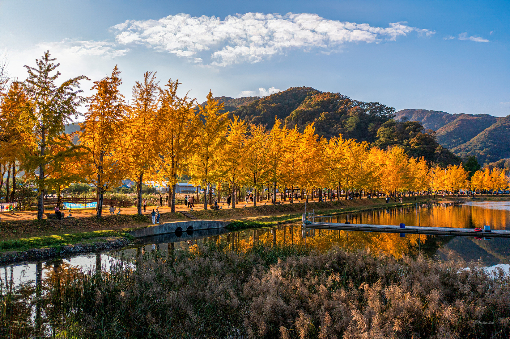 DJI_0888가을 복사.jpg